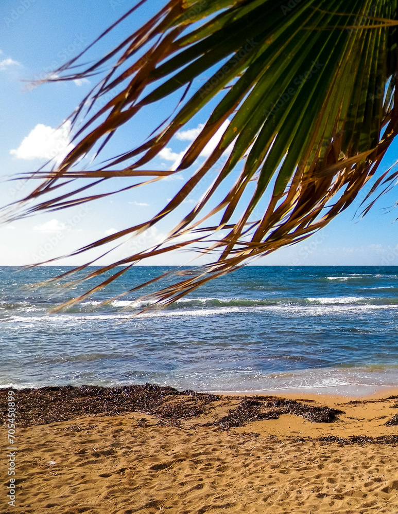 Beach and palms on Mediterranean Sea coast. Cyprus - obrazy, fototapety, plakaty 