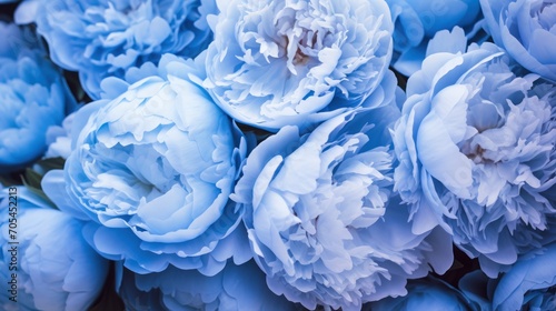 Close-up background of stunning blue peonies in full bloom. Valentine s Day concept