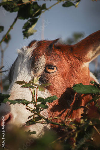 Close-up picture of a goat.  photo