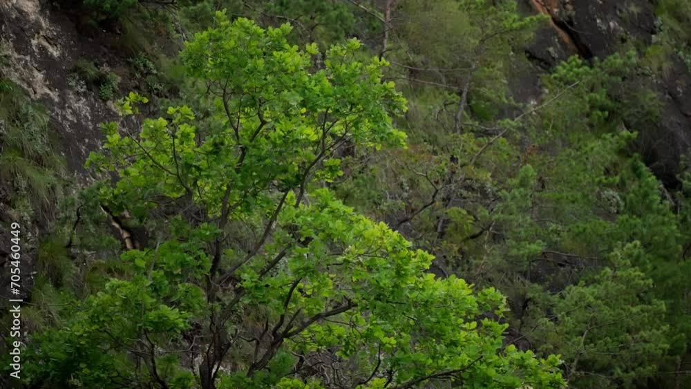 A green tree grows on a high mountain. A green tree grows on a high mountain.