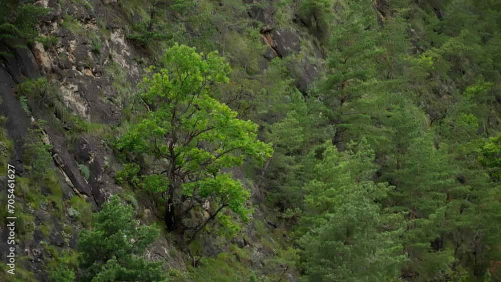 Landscape of green trees. Trees grow on the side of the mountain. Landscape of green trees. Trees grow on the side of the mountain.