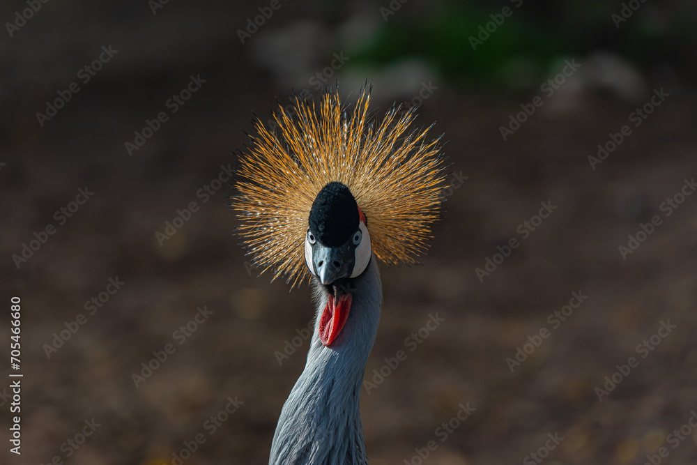 Fototapeta premium crowned crane balearica regulorum portrait