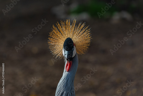crowned crane balearica regulorum portrait photo