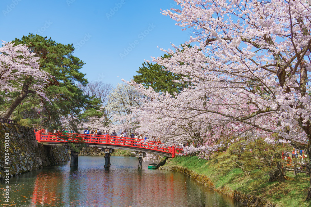Naklejka premium 弘前公園の桜 Hirosaki park Cherry Blossoms