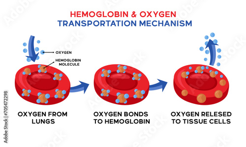 Illustration of hemoglobin and oxygen transportation mechanism
