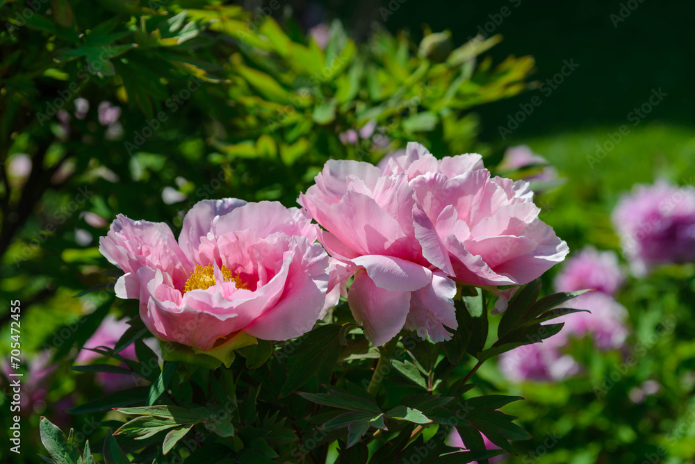 blooming pink peony with leaves in the garden in the rays of the sun. Spring garden