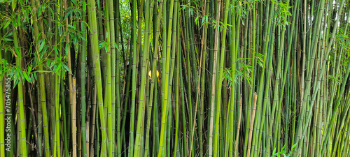 Bamboo Background