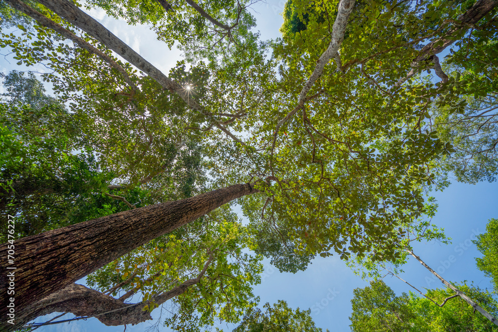 Fototapeta premium Bottom view of tree trunk and green leaves of big tree in tropical forest.