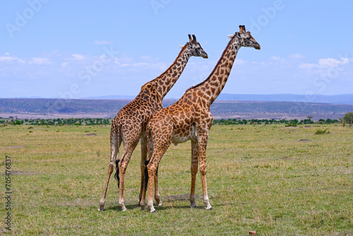 Two male giraffes competing for dominance over a herd. Maasai Mara National Nature reserve in Kenya, Africa