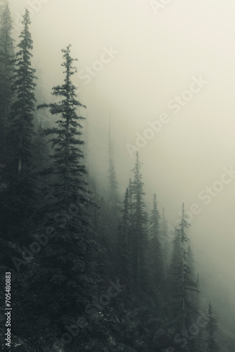 Pine Tree Forest In Fog Mist
