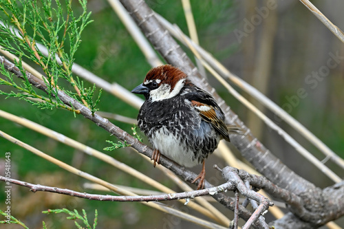 Weidensperling // Spanish Sparrow (Passer hispaniolensis) - Griechenland // Greece photo