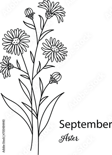 Birth month flower of September is Aster flower for printing engraving, laser cut, coloring and so on. Vecter illustration.