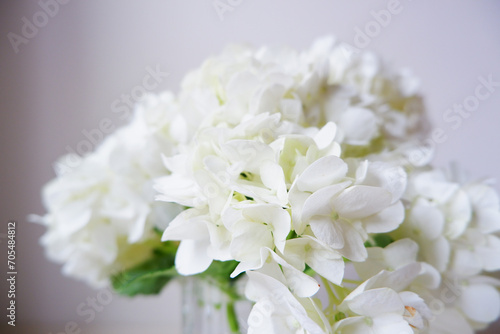 Beautiful White hydrangea flowers. White hydrangea close up view. White beautiful petals of hydrangea flower.