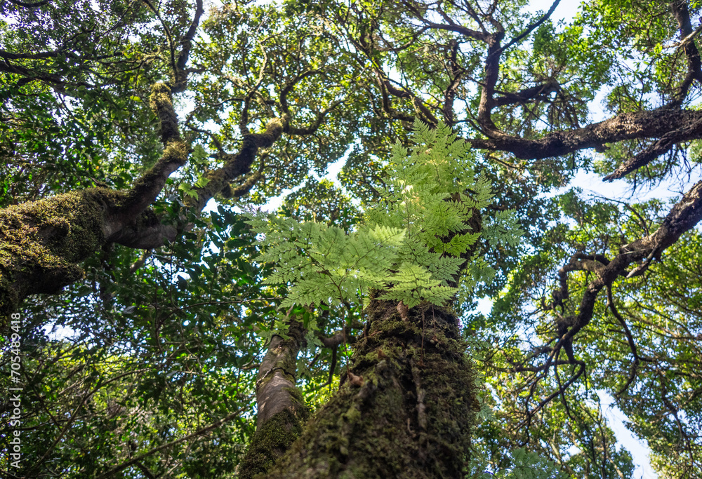 Fototapeta premium Laurel forest in Anaga Rural Park on Tenerife