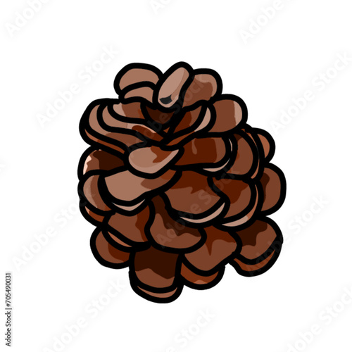 Open fir cone. Vector illustration on transparent background.