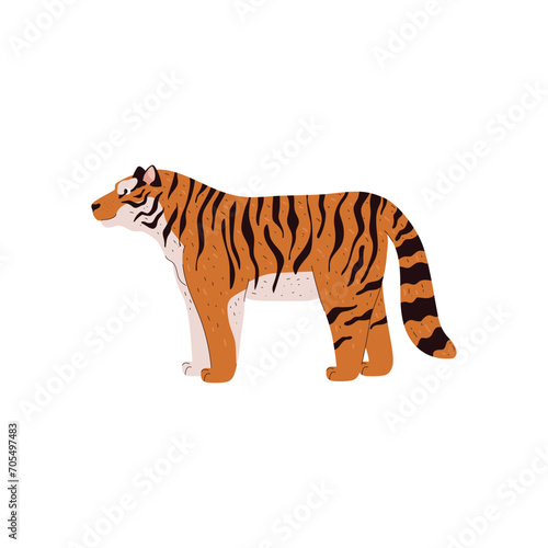 Amur tiger, big wild cat side view, predatory striped orange animal from taiga forest vector illustration isolated