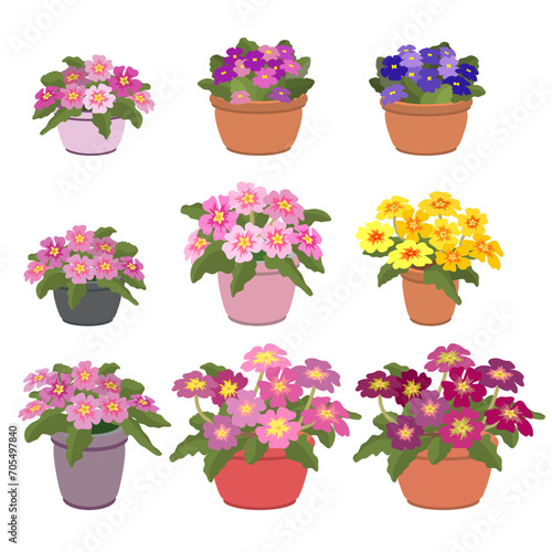 Flowerpots with Violets and Primroses. Isometric home plants. Vector illustration.
