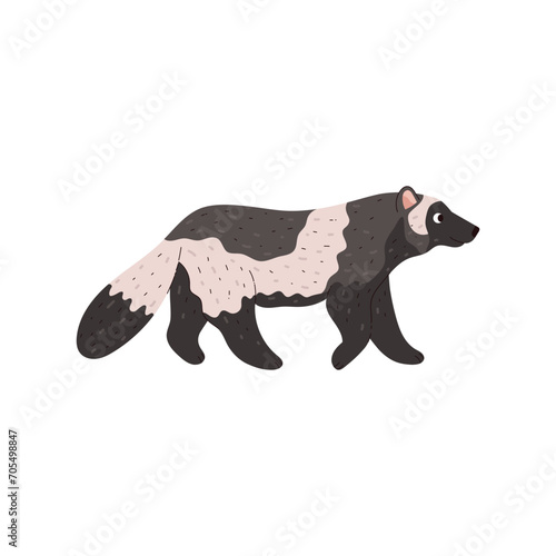 Wolverine walking wild northern animal.