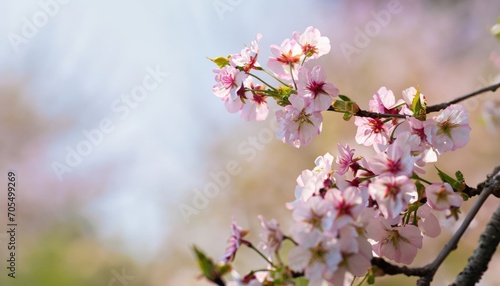 Cherry blossoms in spring