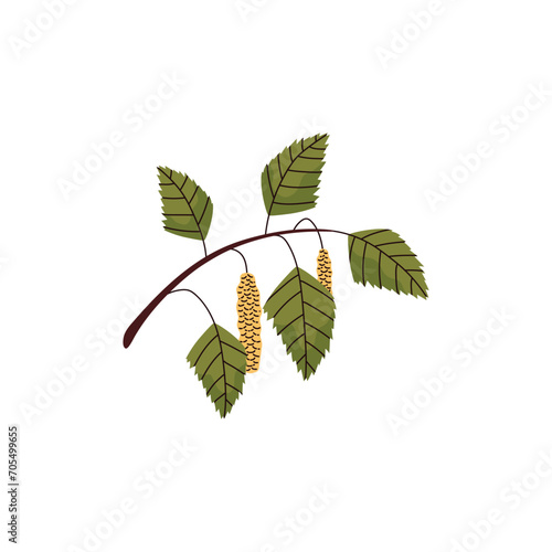 Branch of birch with green leaves and catkins, spring taiga forest tree twig vector icon, natural floral decor element