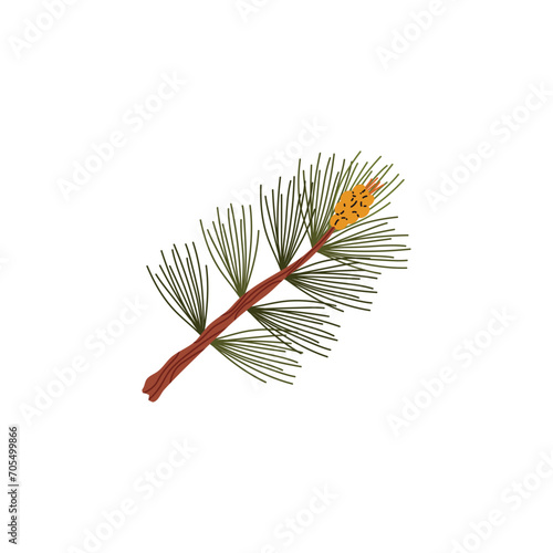 Branch of conifer tree with green needles and cone, vector forest taiga evergreen pine tree, fir, cedar or spruce twig