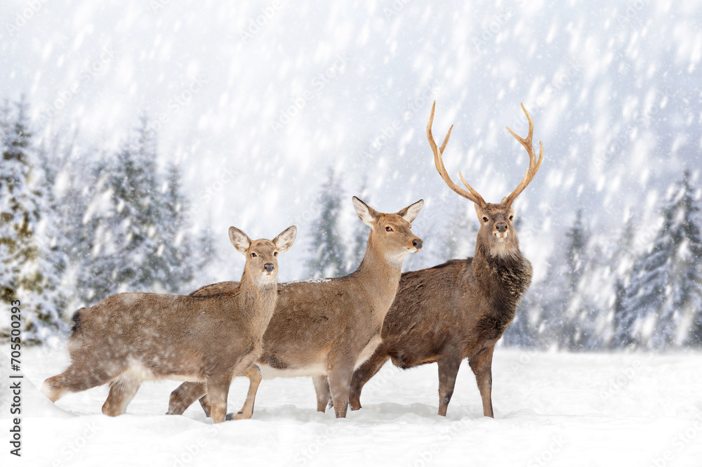 Two roe deers in the winter forest with snowfall. Animal in natural habitat Two roe deers in the winter forest with snowfall. Animal in natural habitat