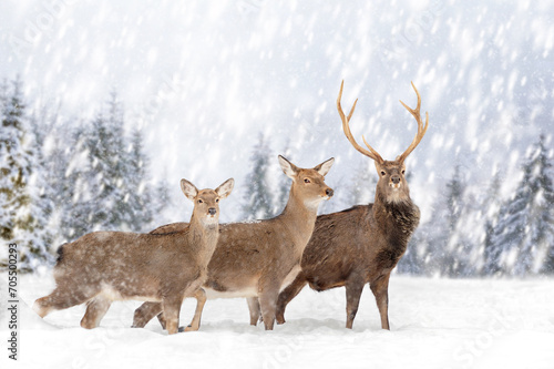 Two roe deers in the winter forest with snowfall. Animal in natural habitat © byrdyak