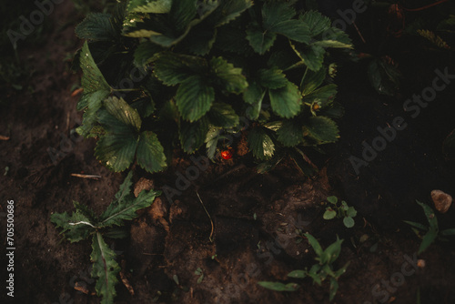 A small lone strawberry in the garden