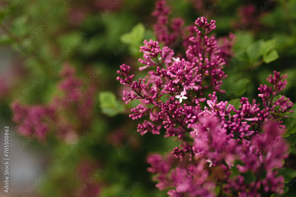 Single purple lilac flower blooming among flower buds Single purple lilac flower blooming among flower buds
