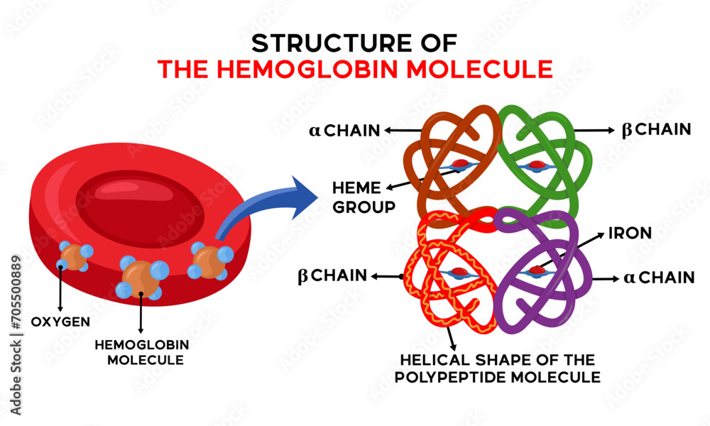 Illustration of the anatomy of the hemoglobin molecule and explanation of the names of each part - obrazy, fototapety, plakaty 