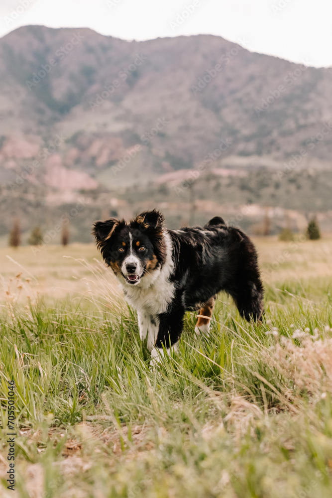 Australian Shepherd mix in green field in mountains of Colorado