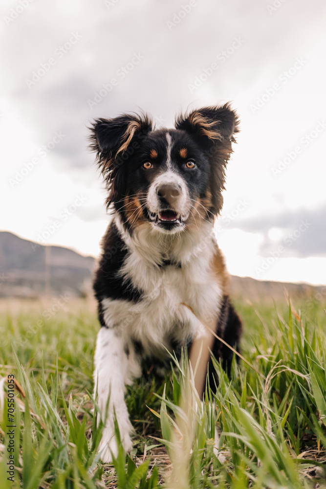 Fototapeta premium low angle view of Australian Shepherd mix puppy in Colorado mountains