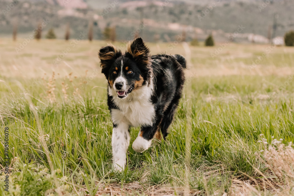 Australian Shepherd mix running in field in mountains of Colorado Australian Shepherd mix running in field in mountains of Colorado