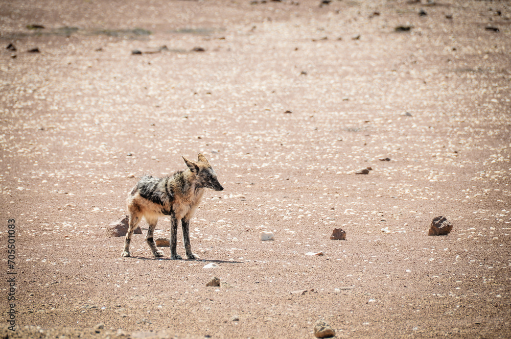 black backed jackal hunting in south africa black backed jackal hunting in south africa