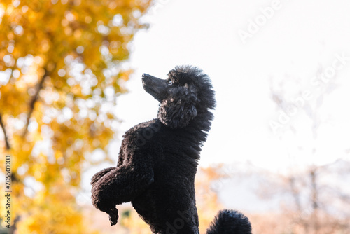 Purebred black Miniature Poodle jumping in front of yellow autumn tree