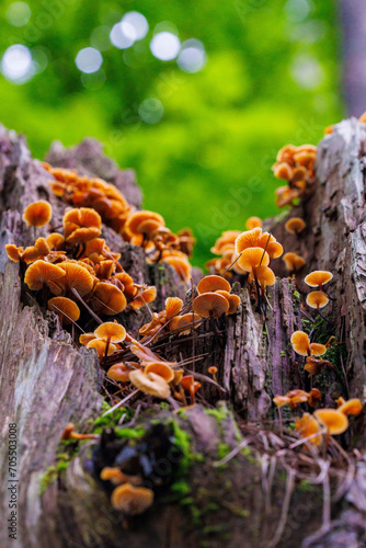 Macro photograph of tiny mushrooms growing on tree stump