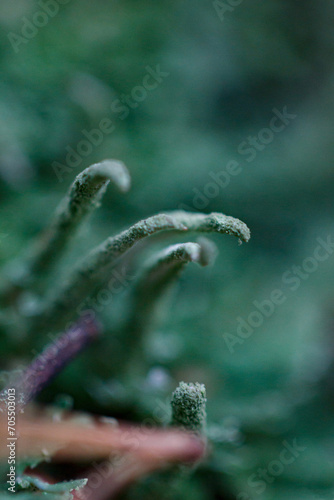 Detailed macro photograph of moss