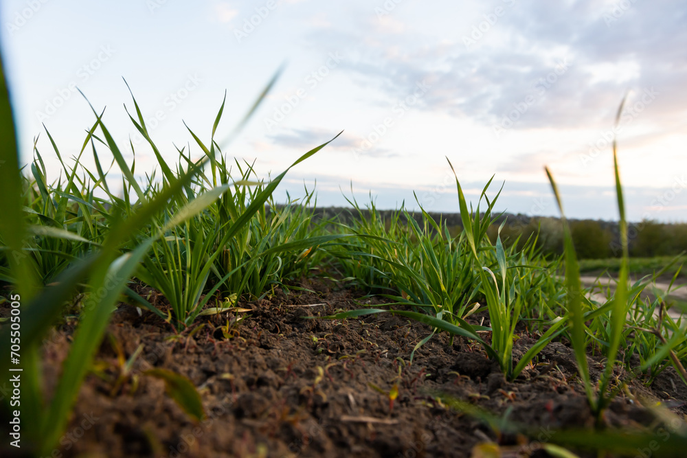 Young wheat seedlings growing in a soil Young wheat seedlings growing in a soil
