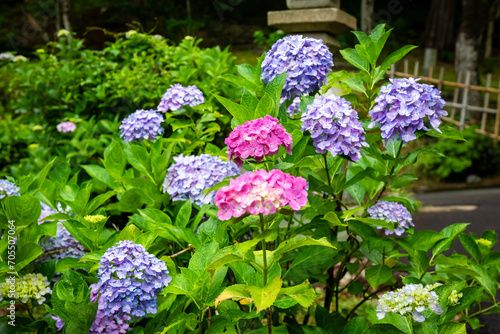 京都府宇治市の三室戸寺で見た、ピンクや青色の紫陽花