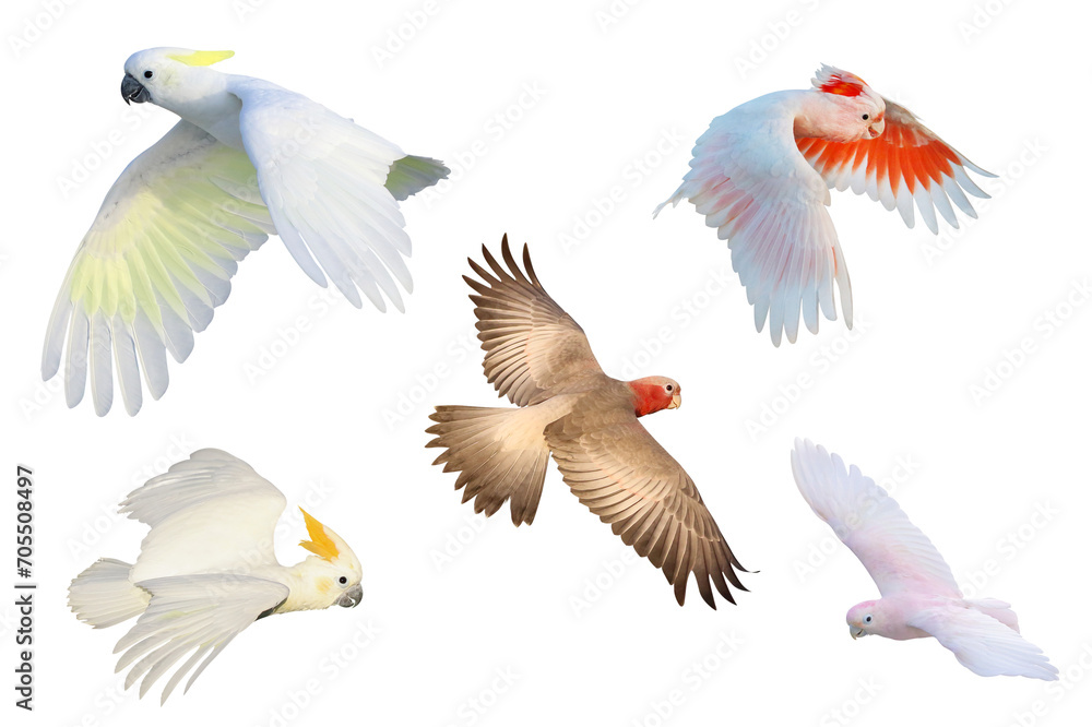Set of Cockatoo parrots flying isolated on transparent background png file
