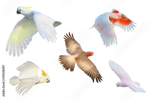 Set of Cockatoo parrots flying isolated on transparent background png file © Passakorn