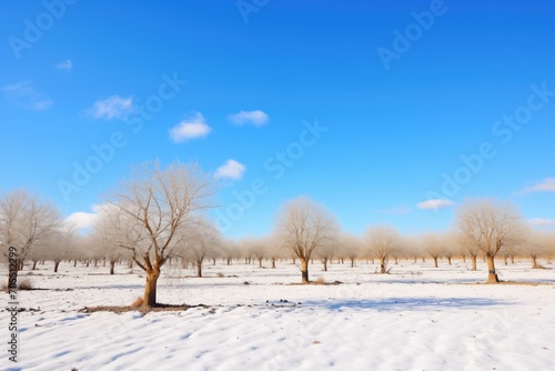 snowy olive grove with clear blue sky