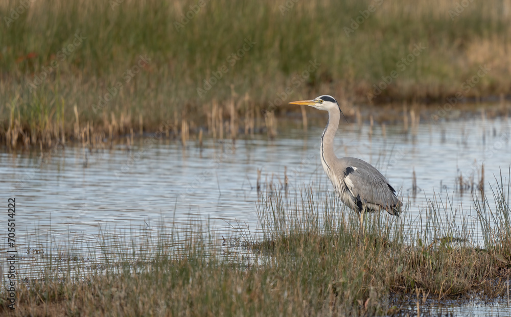 Grey Heron in the marsh