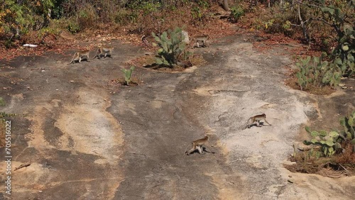 Wallpaper Mural Monkeys Scampering Across Rocky Terrain Torontodigital.ca
