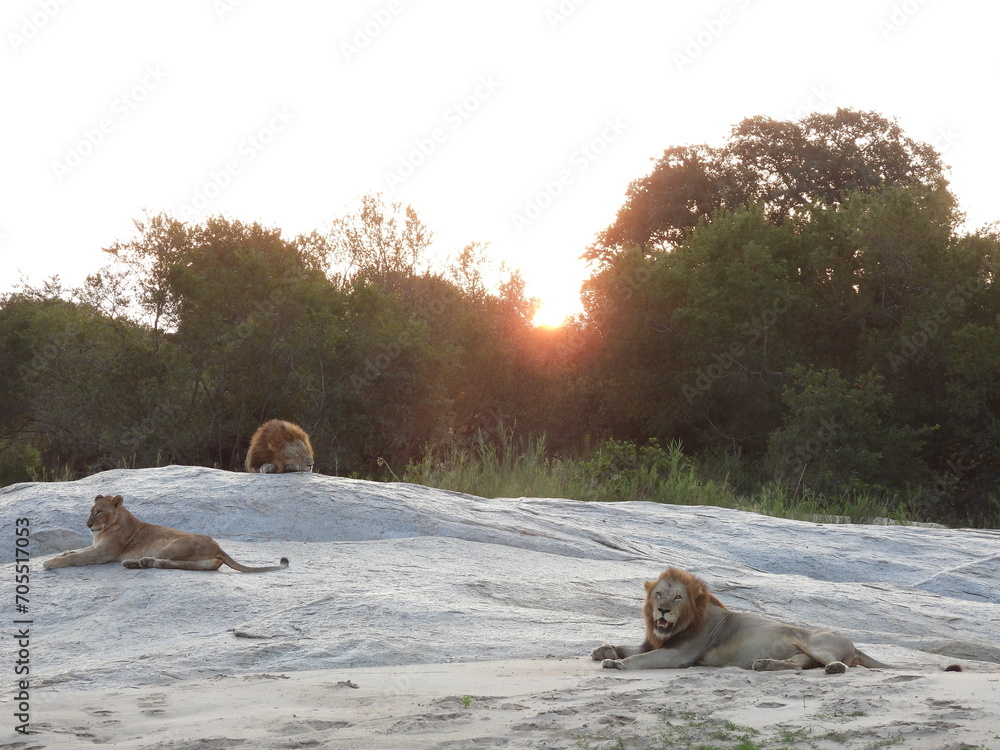 Fototapeta premium Lion couple