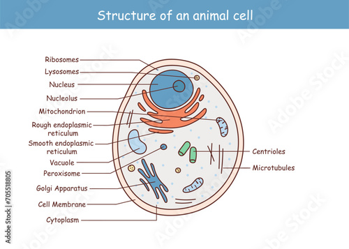 Vector illustration of the Animal cell anatomy structure.