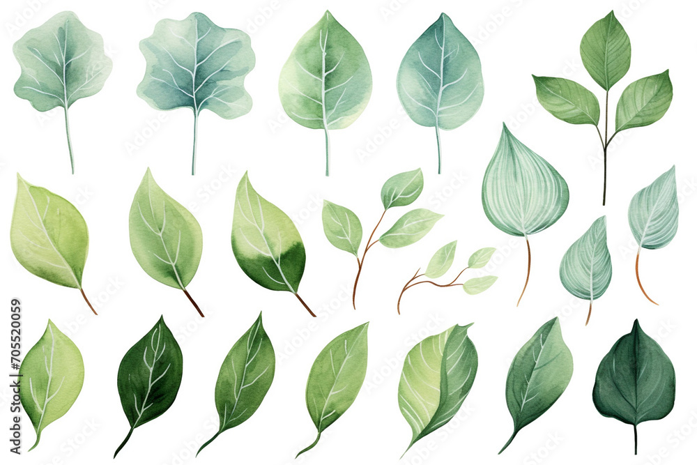 Watercolor painting Ficus symbols on a white background. Watercolor painting Ficus symbols on a white background.