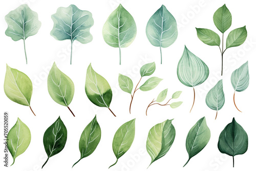Watercolor painting Ficus symbols on a white background. 