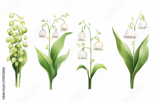Watercolor paintings Lily of the valley flower symbols On a white background.