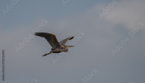 purple heron in flight